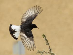 a black and white bird flying in the air at The Birdwatchers Nest in Beʼer Ora