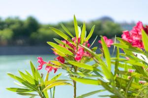 una pianta con fiori rosa e foglie verdi di Chez Tatiana a Lione