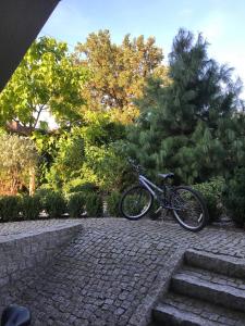 ein Fahrrad wird neben einer Kiefer geparkt in der Unterkunft Przytulne mieszkanie w urokliwej okolicy in Chodzież