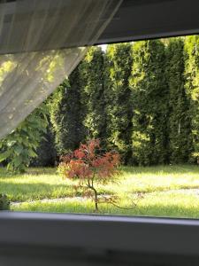 a window view of a tree in the grass at Przytulne mieszkanie w urokliwej okolicy in Chodzież