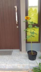 Gallery image of The Magnoliarie Guesthouse in Serpong