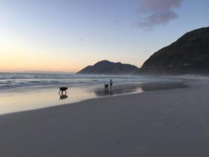 北角的住宿－Selkie - Two Restful Studio Apartments near Noordhoek Beach & Restaurants，一人和两只狗在海滩上散步