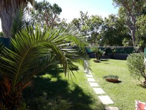 een tuin met een palmboom en een pad bij A57 in Casal Palocco