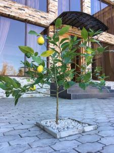 Aed väljaspool majutusasutust Hotel Giorgi