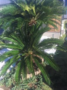 a palm tree in front of a building at KAI Ichinomiya in Ichinomiya