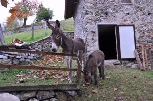 Gallery image of Agriturismo Barcola in Grandola ed Uniti +37 photos