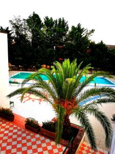 a palm tree in front of a swimming pool at Hotel Diffuso Montedoro in Montedoro