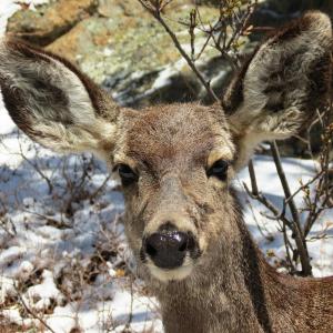 a close up of a deer in the snow at Swiftcurrent Lodge in Estes Park