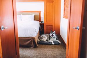 a dog sitting on a bed in a hotel room at Pan Pacific Whistler Village Centre in Whistler