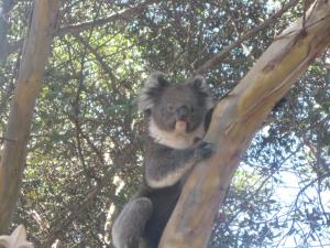 un koala sentado en la parte superior de un árbol en The Linear Way Bed and Breakfast en McLaren Vale