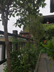 372静静家外面的花园