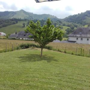 un arbre au milieu d'un champ vert dans l'établissement Gîte Etchegoyhen, à Lacarry-Arhan-Charritte-de-Haut