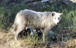Άλλα ζώα σε αυτό το ξενοδοχείο ή στη γύρω περιοχή