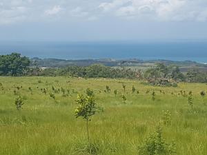 a field of green grass with trees in the distance at Rocky Ridge Farm Cottage in Port Edward