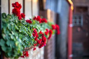 Afbeelding uit fotogalerij van Bástya Panzió és Étterem in Mezőpeterd