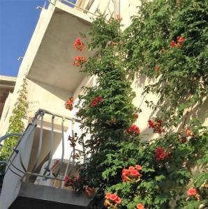 Zahrada ubytování Apartments Leut