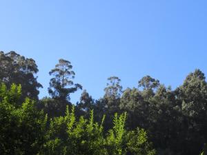 a group of trees with a blue sky in the background at Solar do Carvalho in São Vicente