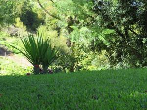 a lush green lawn with a palm tree in the background at Solar do Carvalho in São Vicente