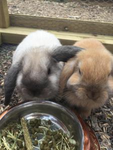 和主人一起入住Willow Court Farm Studio West & Petting Farm, 8 mins to Legoland & Windsor, 15 mins to Lapland UK的宠物