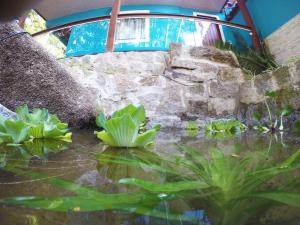 a pond with green plants and a bridge at Pousada Guapuruvu in Abraão