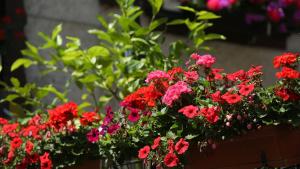 Imagen de la galería de Haus Jutta, en Gössweinstein 38 fotos más