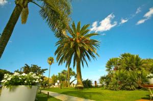 a group of palm trees in a park at Hotel Caparena in Taormina +37 photos