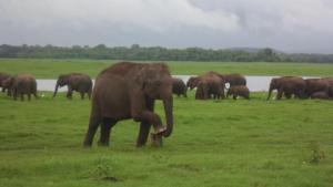 Gallery image of Thisal Guest House in Polonnaruwa