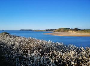 a view of a body of water with white flowers at Althea House with parking in Padstow