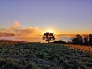 a tree in a field with the sunset in the background at Althea House with parking in Padstow