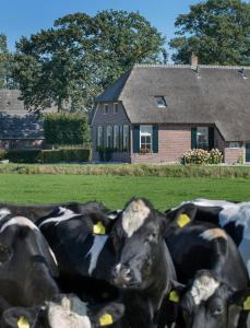 HavelteにあるDe Veurdealeの家の前の畑に横たわる牛の群れ