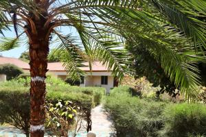 un palmier devant une maison dans l'établissement Yuna Village Garden Resort, à Tubaya