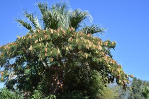 Una palmera con flores encima. en Résidence Terracorse en Figari