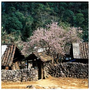 a stone building with a tree and a stone wall at Huyen Tram Guesthouse in Dồng Văn