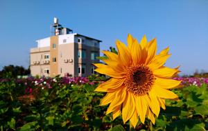 a large yellow sunflower in front of a building at Jin Dun Yuan in Jinning