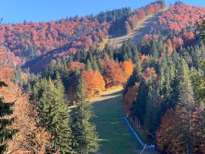 an aerial view of a forest with fall foliage at Garden Apart&Rooms Predeal in Predeal