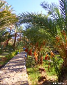 Riad Tagmadarte Ferme d'Hôte tesisinin dışında bir bahçe