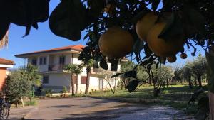 Zahrada ubytování B & B Evergreen