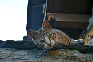 a cat laying on the ground next to a fireplace at Apartamentos Rurales RON in Ron