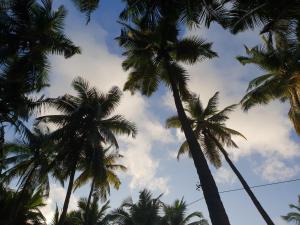 Foto dalla galleria di Palm Forest Palolem a Palolem