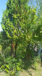 Ảnh trong thư viện ảnh của Casa Adelina ở Valea Lungă-Cricov