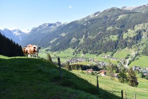 krowa stojąca na trawiastym wzgórzu w obiekcie Vorderstuhlhof w mieście Kleinarl