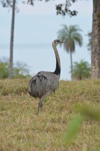 Zvířata v bed and breakfast nebo okolí