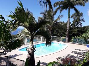 a palm tree in front of a swimming pool at Villa Rose Caraibes in Pointe-Noire