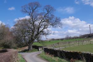 uma árvore no lado de uma estrada de terra em Ullathorns Farm em Kirkby Lonsdale