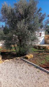 Um jardim no exterior de E case tu Bertu