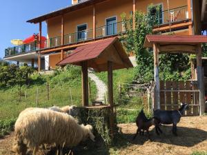 Vonkajšia záhrada v ubytovaní Gästehaus Schmid