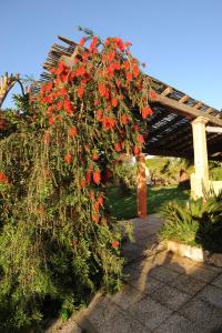 un arbusto florido con flores rojas delante de una pérgola en La Fontana Dei Desideri en Alghero