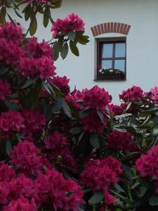 Hotel Castle Mlýn Maděrovka外面的花园