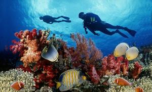 two people swimming over a coral reef with fish at Anna Nguyễn Bungalow in Phú Quốc