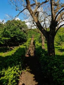 Zahrada ubytování Quinta do Espírito Santo